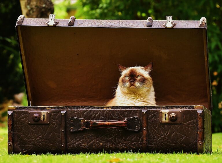 suitcase, antique, cat, british shorthair, fun, pet, curious, animal, leather, old suitcase, junk, generations